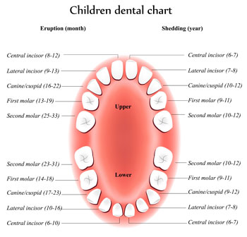 Tooth Eruption Chart - Pediatric Dentist & Breastfeeding expert in Albany, NY